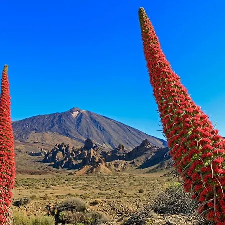 דירה Jardines Del Teide